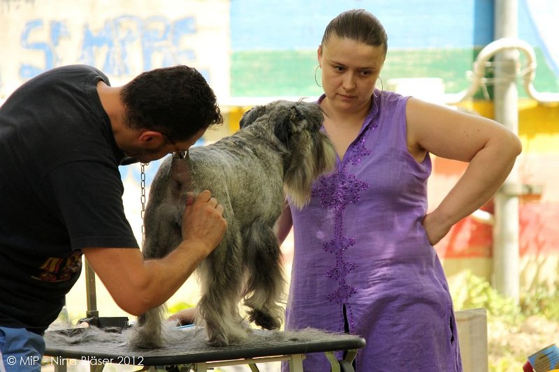 2012-07-01 B & B - Bedlington & Bichon Fun Day (11)_1500x1000.jpg